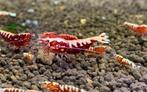 Red galaxy fishbone garnalen | Caridina shrimps, Kreeft, Krab of Garnaal, Zoetwatervis