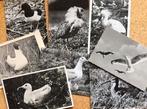 Ansicht Vogel Meeuw Wulp Kemphaan Lepelaar Scholekster foto, Ophalen of Verzenden, 1940 tot 1960, Natuur