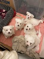 Maltese Bichon pups op zoek naar een nieuw baasje!, Dieren en Toebehoren, Parvo, Overige rassen, 8 tot 15 weken, Meerdere