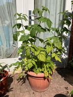 Frambozen planten (zonder pot), Tuin en Terras, Ophalen, Volle zon, Overige soorten, Minder dan 100 cm