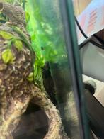 Aquarium met inhoud ong 60l, Dieren en Toebehoren, Ophalen, Zo goed als nieuw, Gevuld zoetwateraquarium