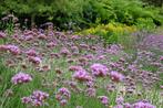 IJzerhard Verbena bonariensis, Tuin en Terras, Planten | Tuinplanten, Ophalen of Verzenden, Zomer, Overige soorten, Volle zon
