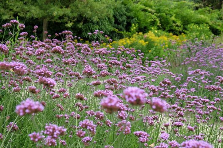 IJzerhard Verbena bonariensis, Tuin en Terras, Planten | Tuinplanten, Overige soorten, Volle zon, Zomer, Ophalen of Verzenden