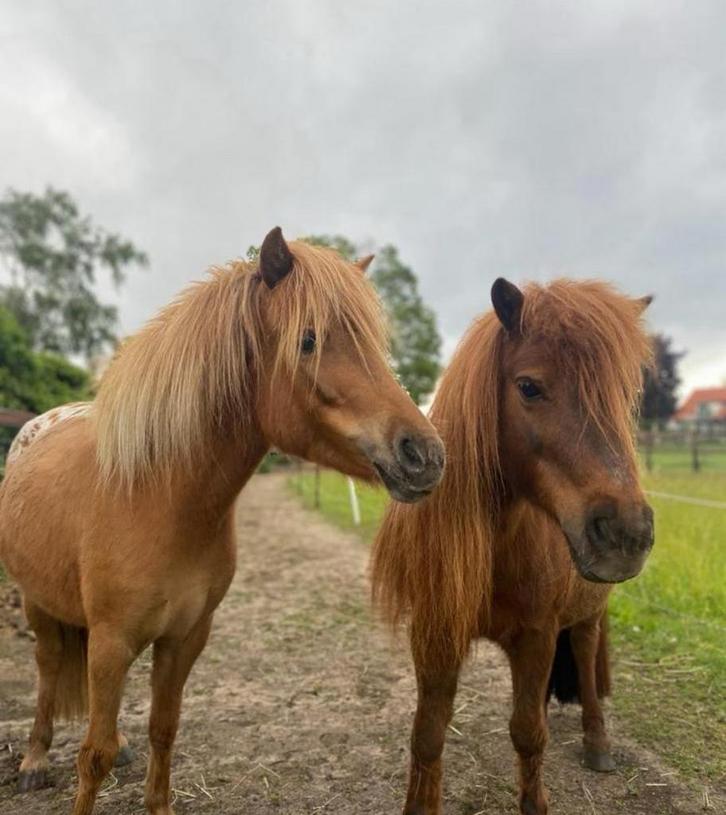 Verzorgster gezochf (16+!), Dieren en Toebehoren, Paarden en Pony's | Verzorgingsproducten, Ophalen of Verzenden