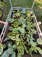 Hosta’s, tientallen verschillende soorten! Meerdere formaten, Ophalen of Verzenden, Zomer, Overige soorten, Halfschaduw