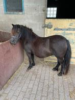 Te koop shetlander, Dieren en Toebehoren, Merrie, A pony (tot 1.17m), Recreatiepony