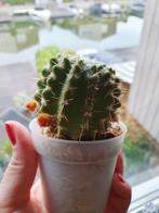 Charming Mammillaria cactus in a 7 cm pot, Ophalen, Cactus, Volle zon, Minder dan 100 cm