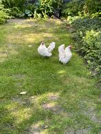 Gezocht 4 jonge Ayam Serama kippen (2025), Dieren en Toebehoren, Pluimvee, Vrouwelijk, Kip