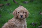 Cavapoo pups nieuw nestje, 15 weken tot 1 jaar, Buitenland, Parvo, Meerdere