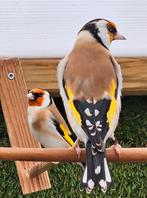 Wk Majoor putters 2025., Dieren en Toebehoren, Meerdere dieren, Wildzangvogel, Geringd