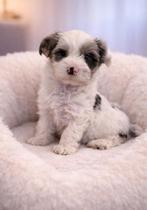 Super mooi gezonde boomer pups., Parvo, Overige rassen, 8 tot 15 weken, Meerdere