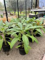 Echium of Slangenkruid, Volle zon, Tweejarig, Zomer, Ophalen
