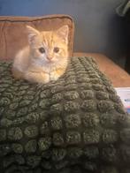 Prachtige Britse Korthaar kittens ,lief, sociaal zindelijk, Dieren en Toebehoren, Katten en Kittens | Raskatten | Korthaar, Meerdere dieren