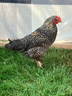 Te koop groenlegger haan, Dieren en Toebehoren, Mannelijk, Kip