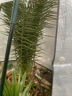 Winterkas /folie tentkas, Tuin en Terras, Ophalen, Folie, Nieuw, Aluminium