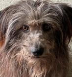 Mix hond Zohra, teefje 4 jr ter adoptie, Dieren en Toebehoren, Honden | Niet-rashonden, Particulier, Buitenland, Teef, Eén hond