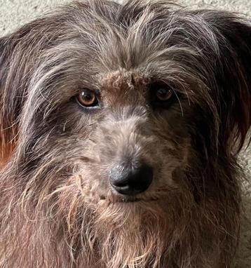 Mix hond Zohra, teefje 4 jr ter adoptie beschikbaar voor biedingen