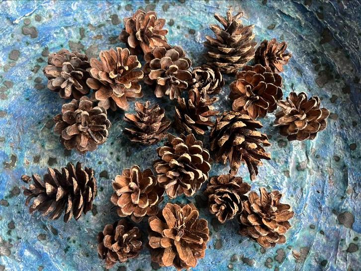 Decoratieve Dennenappels, Huis en Inrichting, Woonaccessoires | Kransen, Nieuw, Ophalen