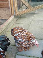 Cochin kriel broedeieren meerdere kleuren zie omschrijving., Dieren en Toebehoren, Pluimvee