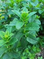 Diverse verse kruiden, Tuin en Terras, Ophalen, Volle zon, Vaste plant, Kruiden