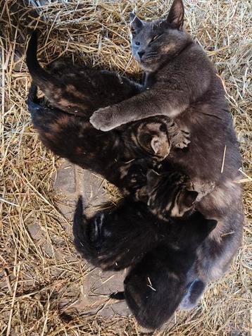 Super lieve kittens beschikbaar voor biedingen