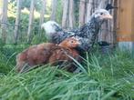 Cochin krielen, Dieren en Toebehoren, Pluimvee, Meerdere dieren, Kip