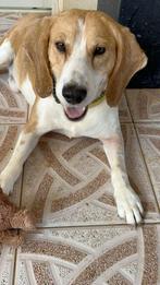 Beagolis verblijft in Cyprus, 6 jaar of ouder, Particulier, Rabiës (hondsdolheid), Reu
