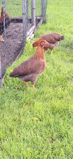 Welsumer kriel krielkippen, Dieren en Toebehoren, Pluimvee, Vrouwelijk, Kip