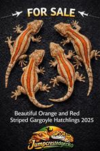 Gargoyle Rhacodactylus auriculatus, Hagedis, 0 tot 2 jaar