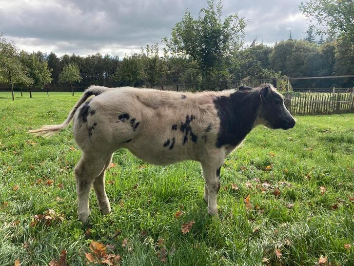 2 super luxe dikbil vaars kalveren 7 mnd, Dieren en Toebehoren, Runderen, Vrouwelijk, 0 tot 2 jaar