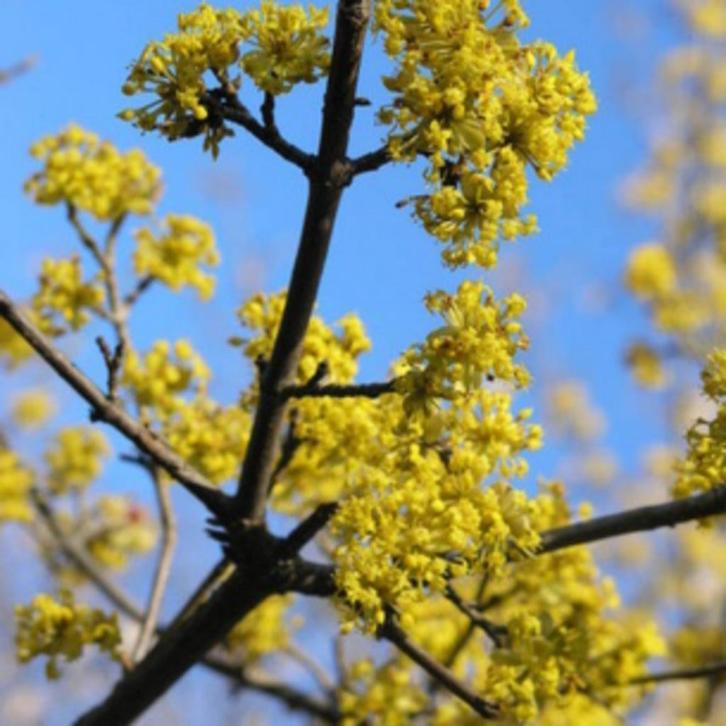 Jonge zaailing van gele kornoelje, Tuin en Terras, Planten | Bomen, Overige soorten, 100 tot 250 cm, Halfschaduw, Lente, Ophalen