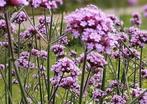 Diverse zaailingen/stekken van tuinplanten, Tuin en Terras, Planten | Tuinplanten, Ophalen, Zomer, Overige soorten, Volle zon