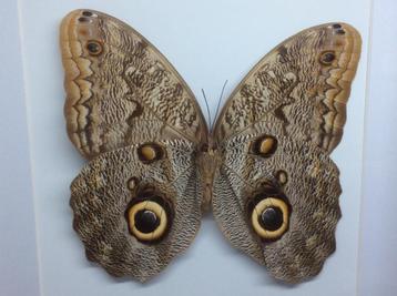 vlinder Caligo Brasiliensis beschikbaar voor biedingen