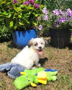 Leuke boomer pups te koop!, Overige rassen, CDV (hondenziekte), 8 tot 15 weken, Meerdere