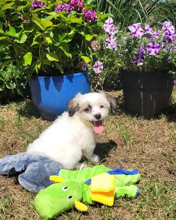 Leuke boomer pups te koop! beschikbaar voor biedingen