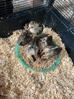 Goudpel kuikens, Dieren en Toebehoren, Geslacht onbekend, Kip