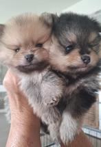 Dwergkees, Pomeranian, pommetje, pomeriaan Nederlands FCI, Dieren en Toebehoren, Keeshond, CDV (hondenziekte), 8 tot 15 weken