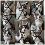 Nog 2 prachtige  Maine Coon katertjes💙, Dieren en Toebehoren, Katten en Kittens | Raskatten | Langhaar, Meerdere dieren, Ontwormd