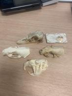Schedels: Eend, Muskusrat, 2x Das, Ophalen, Gebruikt, Wild dier, Schedel