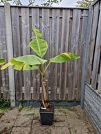 Musa 1000 vingerige banaan, musa duizend vingers Chiliocarpa, Ophalen, Overige soorten, Volle zon, In pot
