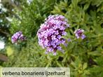 Vlinderplant verbena bonariens ijzerhard, verbena Bampton, Tuin en Terras, Zomer, Ophalen, Volle zon