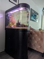 Uniek aquarium incl. Inhoud, Ophalen, Gebruikt, Gevuld zoetwateraquarium