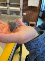 Tamme muisjes muizen kleurmuizen GRATIS, Dieren en Toebehoren, Knaagdieren, Oktober, Meerdere dieren, Muis