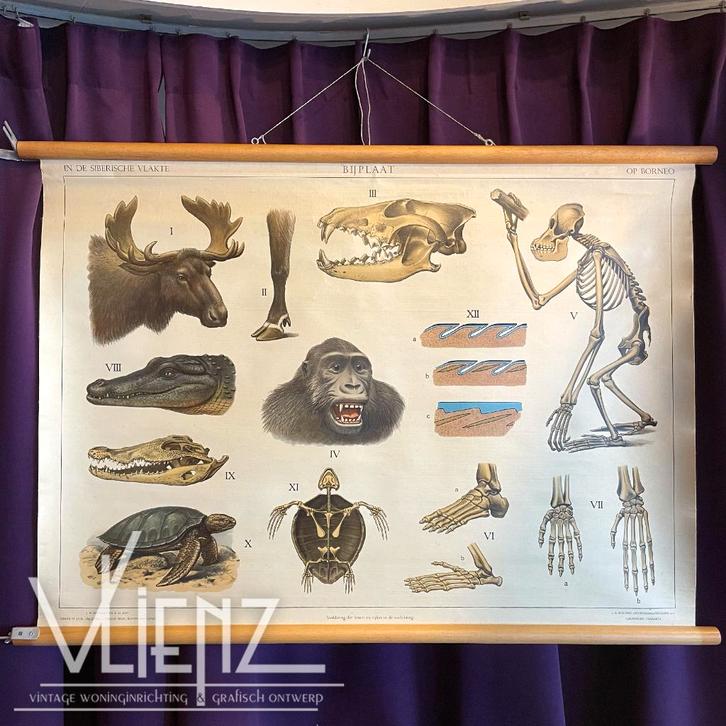 Vintage, retro schoolplaat Siberische vlakte, op Borneo, Antiek en Kunst, Antiek | Schoolplaten, Natuur en Biologie, Ophalen of Verzenden