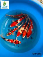 Koi Mix Marusei, Karper of Koi