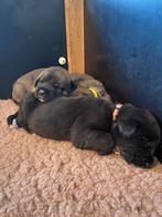 Prachtige puppies Leonberger x Duitse dog/Ierse Wolfshond, Dieren en Toebehoren, Honden | Dekreuen, Particulier, Meerdere, 8 tot 15 weken