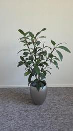 Ficus Cyathistipula met keramische pot - 80cm, Ophalen, Ficus, Halfschaduw, In pot
