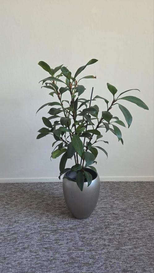 Ficus Cyathistipula met keramische pot - 80cm, Huis en Inrichting, Kamerplanten, Ficus, Minder dan 100 cm, Groene kamerplant, Halfschaduw