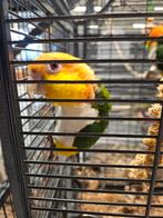Tam koppel caique's, Dieren en Toebehoren, Vogels | Parkieten en Papegaaien, Meerdere dieren, Papegaai, Tam