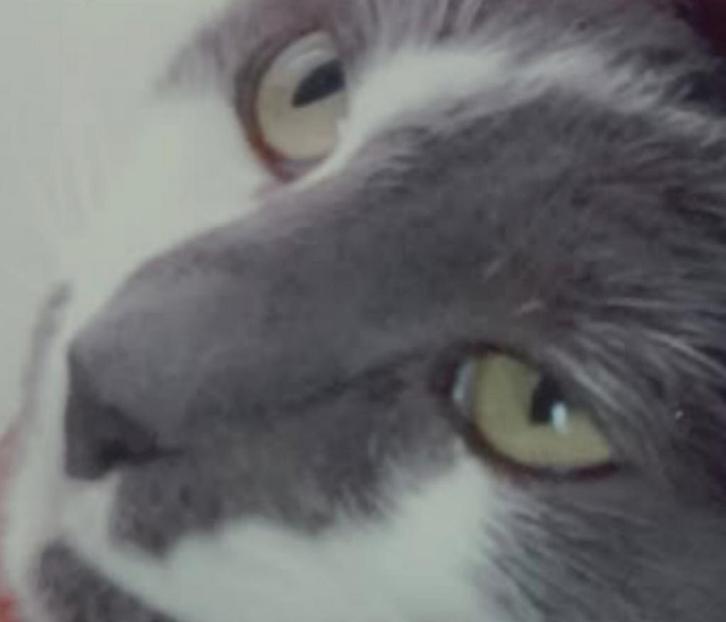 Katertje, Dieren en Toebehoren, Kattenbakken, Ophalen